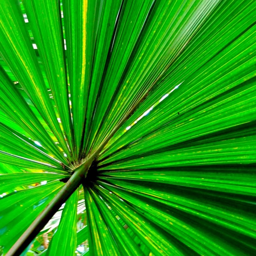 Meet your Posher, Sophia